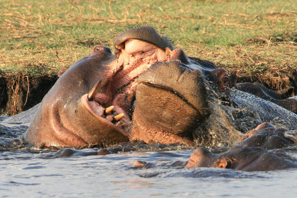 Hippopotamus, Hippopotamus amphibius