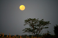 Moon rise from the Okavango