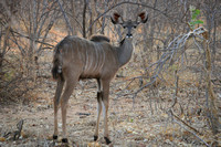 Greater Kudu, Tragelaphus strepsiceros