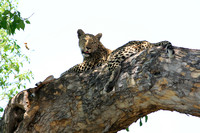 Leopard with its kill