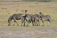 Burchell's Zebra, Equus quagga