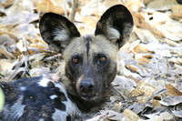 African Wild Dog, Lycaon pictus
