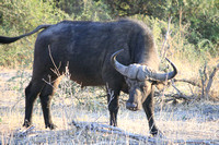 Buffalo, Cyncerus caffer