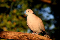 Collared Dove, Streptopelia decaocto