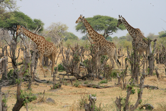 Giraffe,  Giraffe camelopardalis