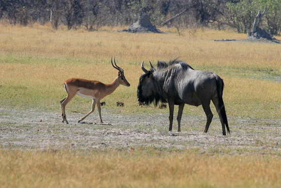 Impala and Wildebeest
