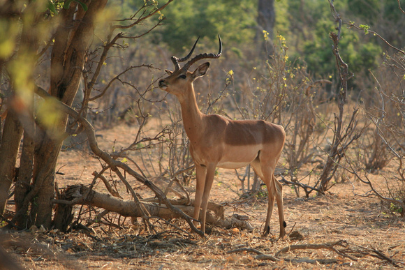 Impala, Aepyceros melampus