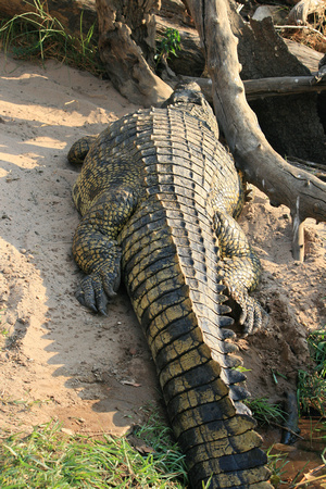 Nile Crocodile, Crocodylus niloticus