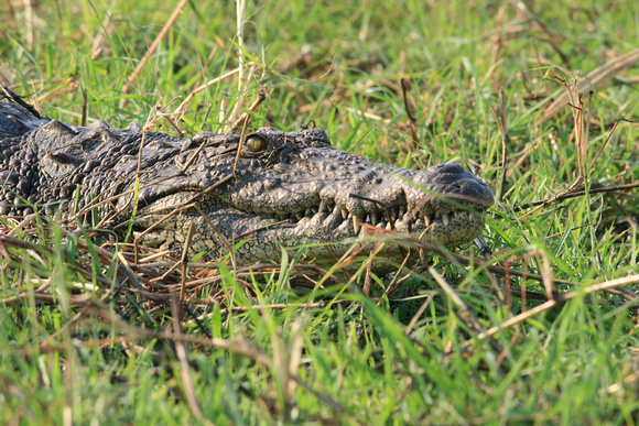 Nile Crocodile, Crocodylus niloticus