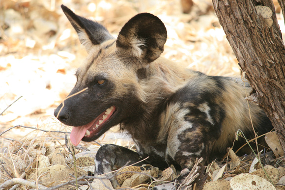 African Wild Dog, Lycaon pictus