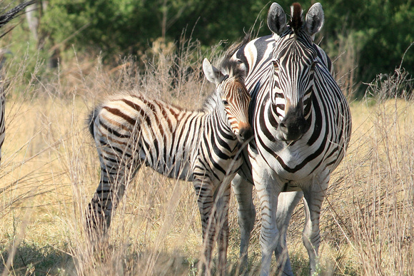 Zebra with young foal