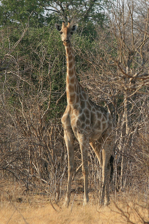 Giraffe,  Giraffe camelopardalis