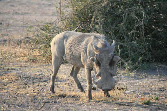 Common Warthog, Phacochoerus athiopicus