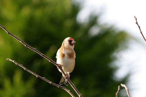 Goldfinch, Carduelis carduelis