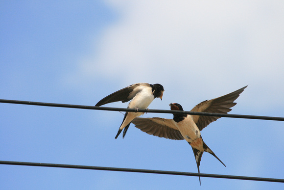 Swallow, Hirundo rustica