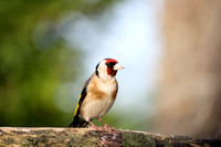 Goldfinch, Carduelis carduelis