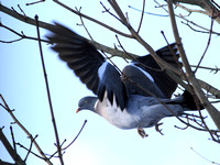 Wood Pigeon, Columba palumbus