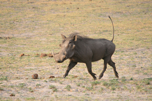 Common Warthog, Phacochoerus athiopicus